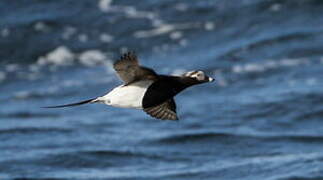 Long-tailed Duck