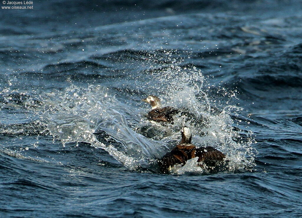 Long-tailed Duck