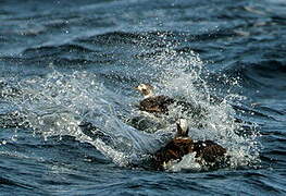 Long-tailed Duck