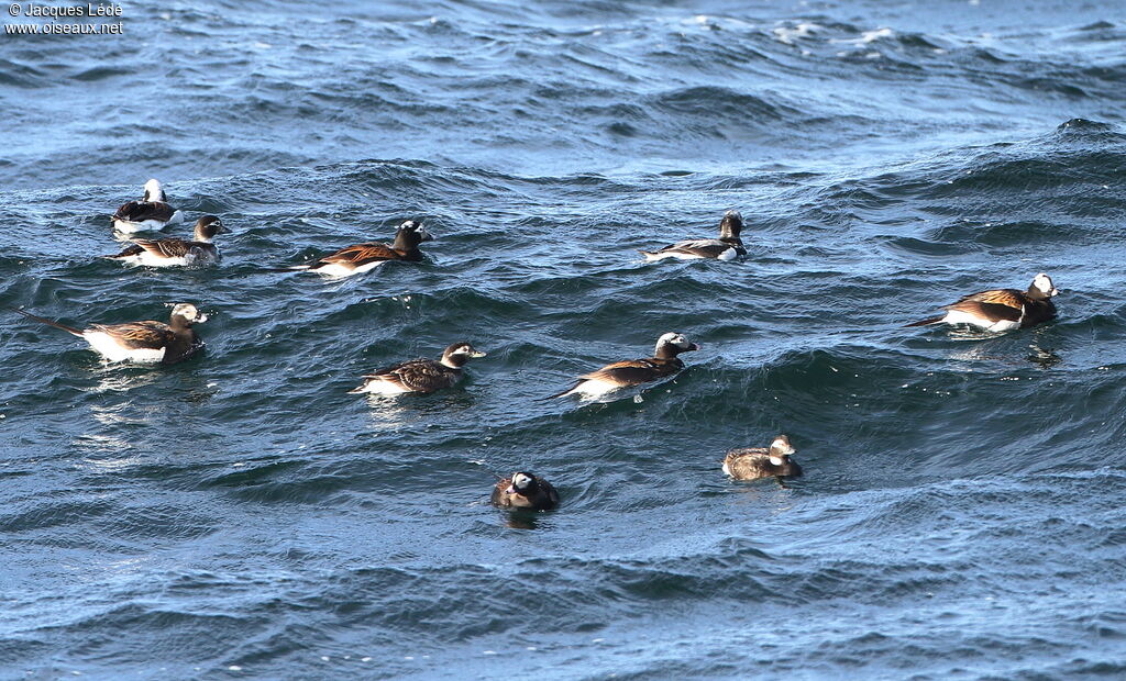 Long-tailed Duck