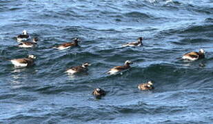 Long-tailed Duck