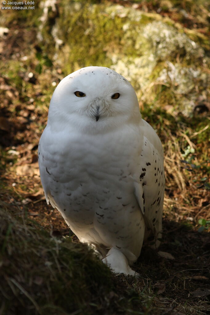 Harfang des neiges