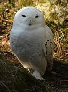 Snowy Owl