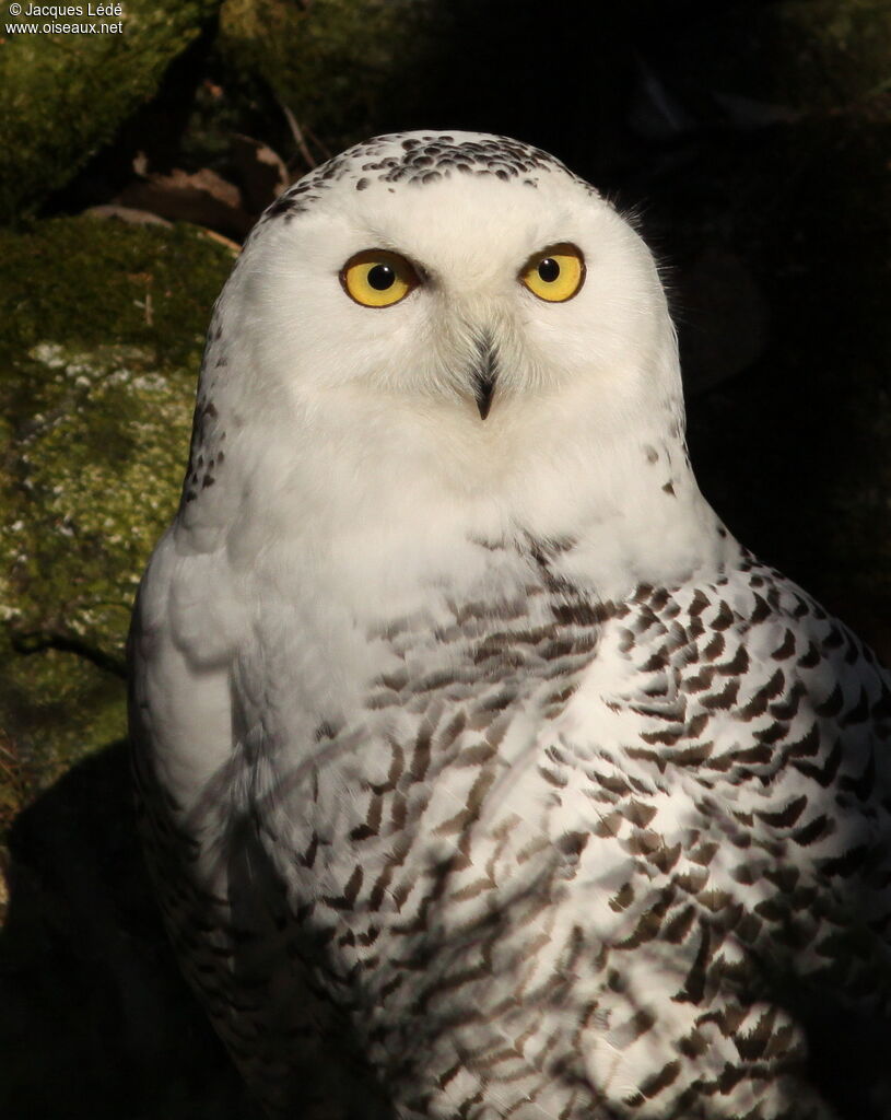 Snowy Owl