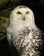 Snowy Owl