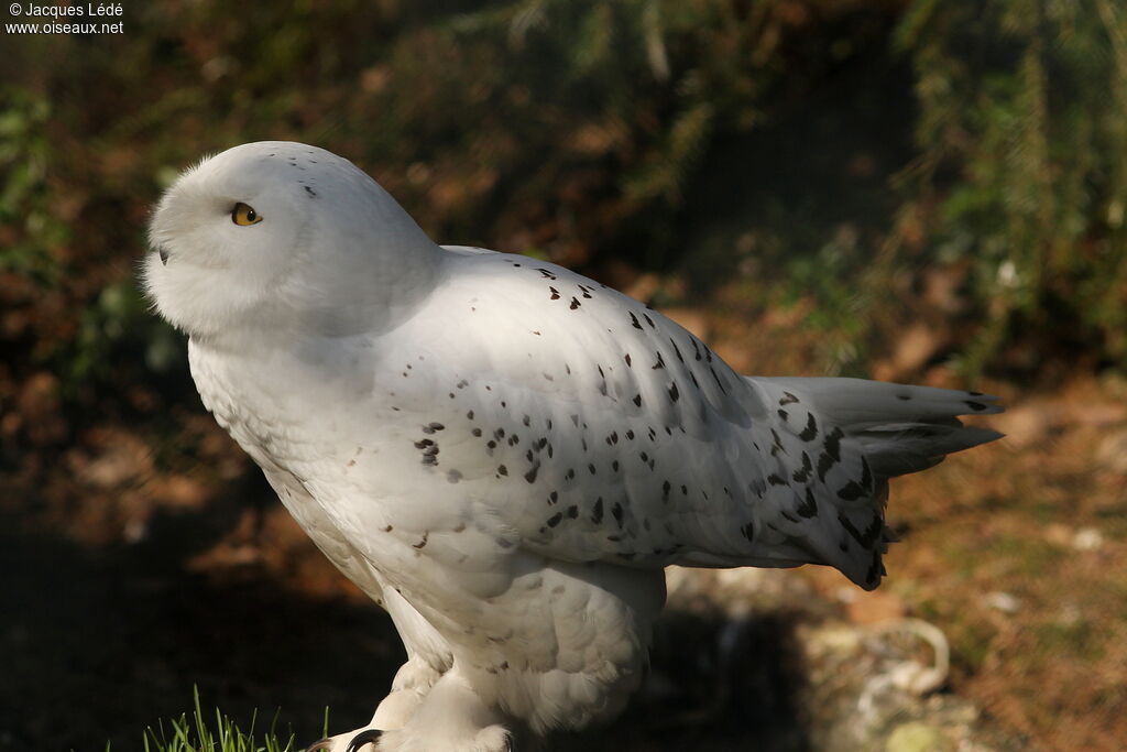 Snowy Owl