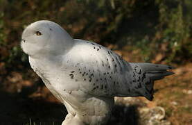 Snowy Owl