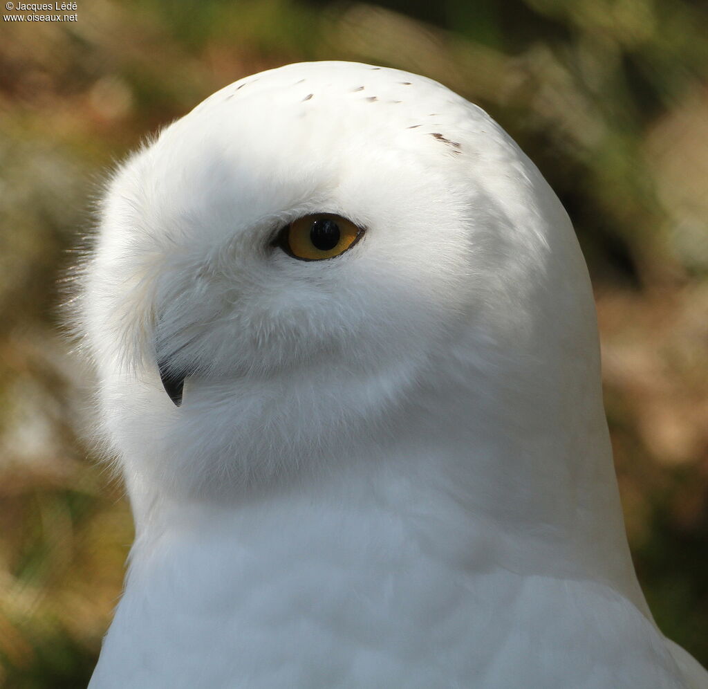 Harfang des neiges