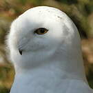 Harfang des neiges