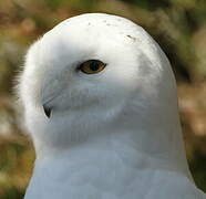 Snowy Owl