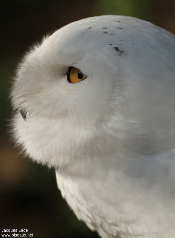 Snowy Owl male, close-up portrait