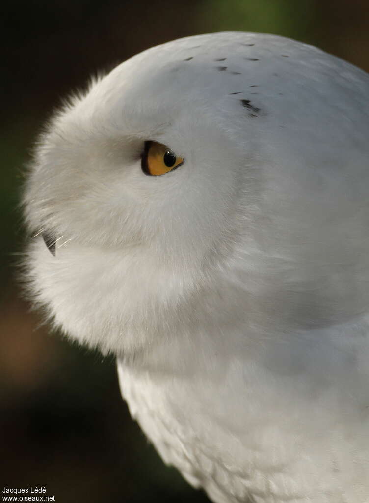 Harfang des neiges mâle, portrait