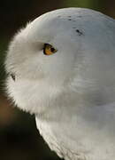 Snowy Owl