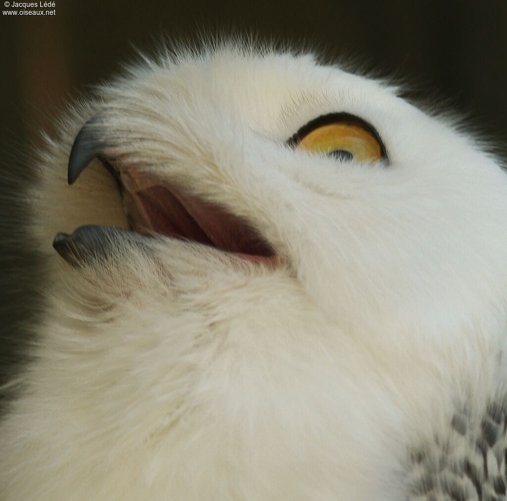 Snowy Owl