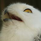 Harfang des neiges