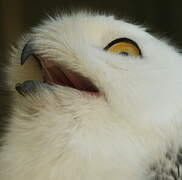 Snowy Owl