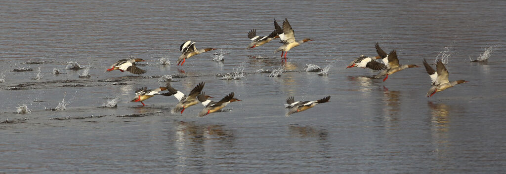 Common Merganser