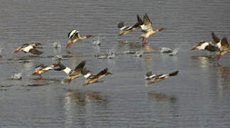 Common Merganser