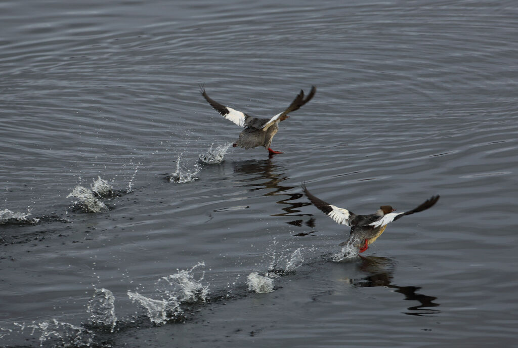 Common Merganser