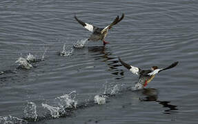 Common Merganser