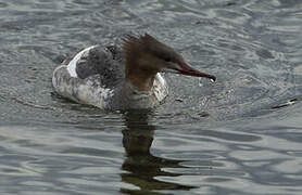 Common Merganser