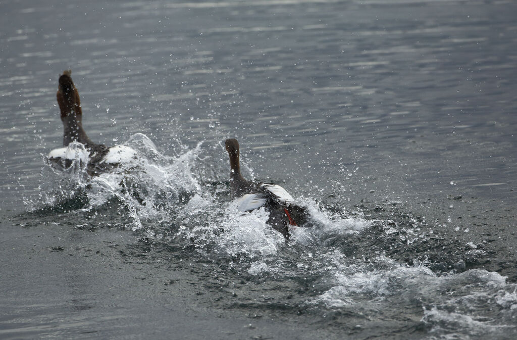 Common Merganser