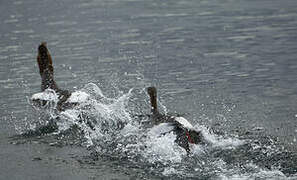 Common Merganser