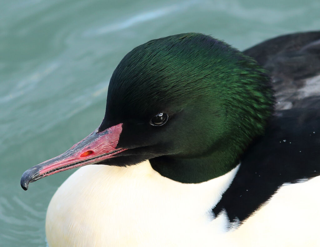 Common Merganser