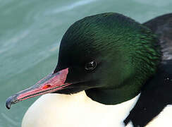 Common Merganser