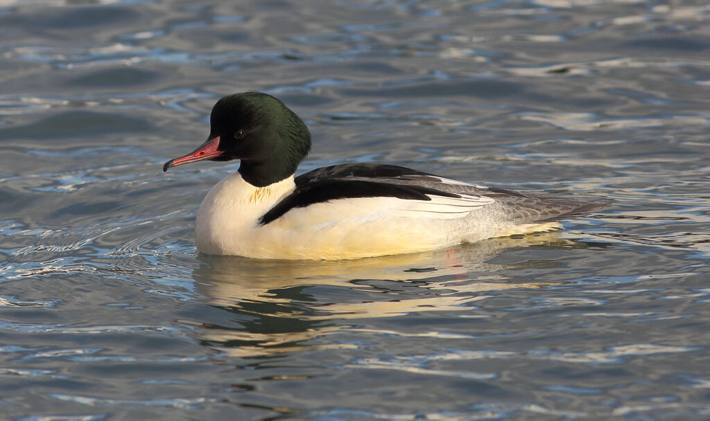 Common Merganser