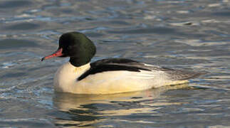 Common Merganser