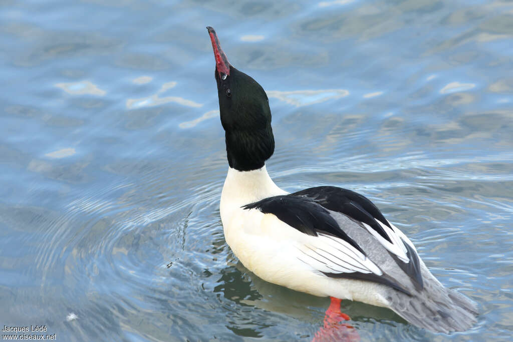 Common Merganser male adult breeding, courting display