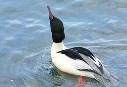 Common Merganser