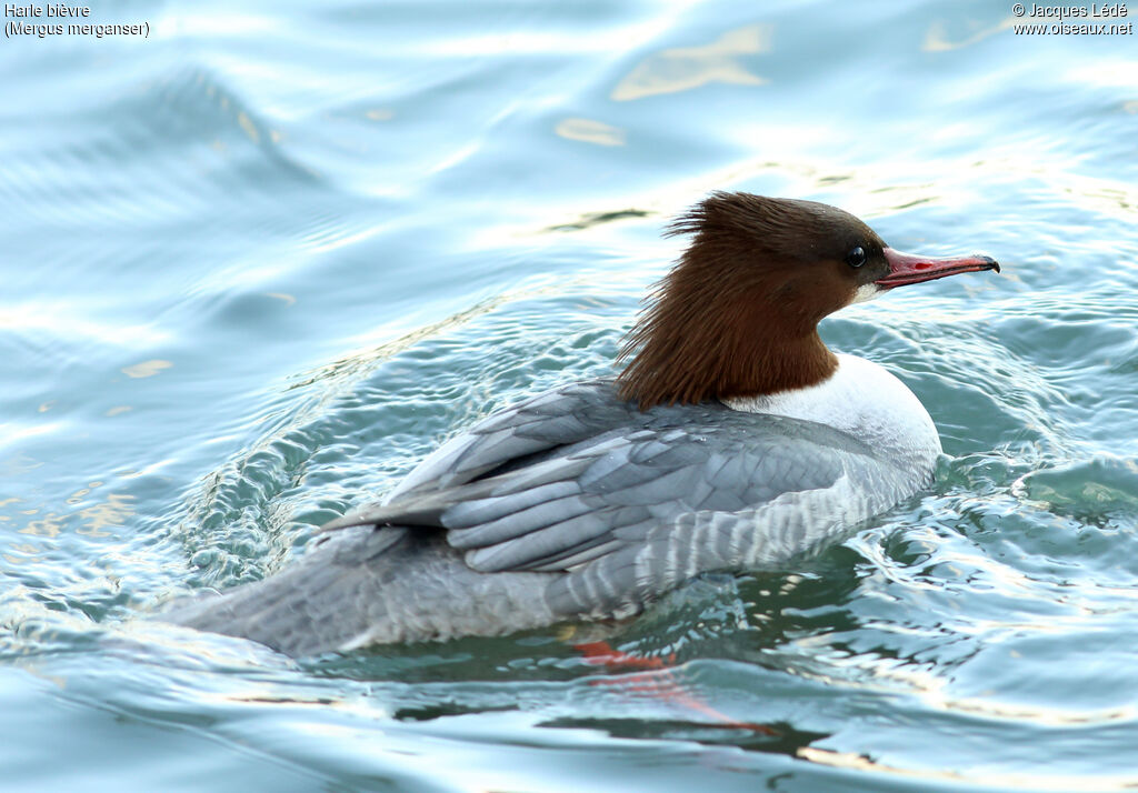 Common Merganser female