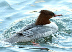 Common Merganser