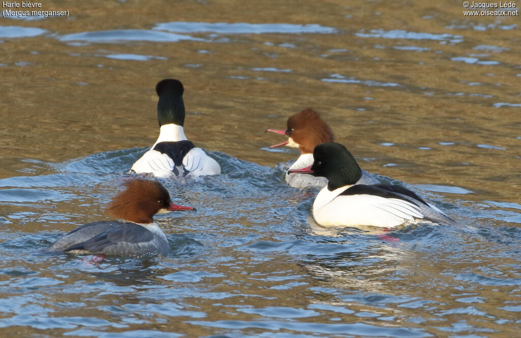 Common Merganser