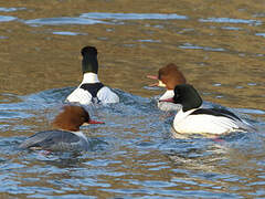 Common Merganser