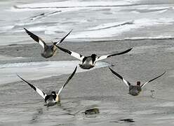 Common Merganser