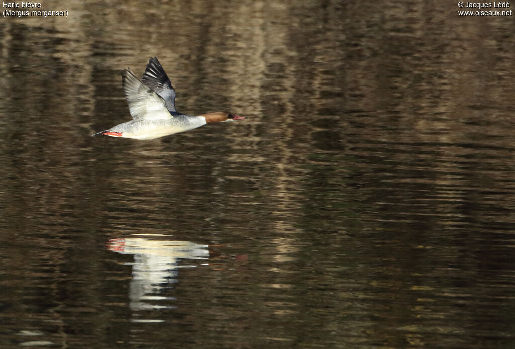 Common Merganser