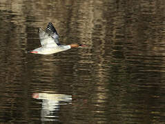 Common Merganser