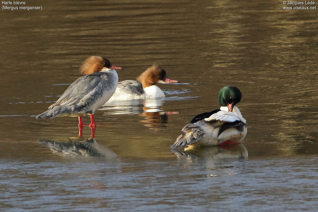 Common Merganser