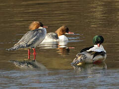 Common Merganser