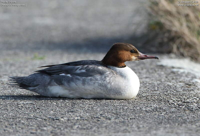 Harle bièvre au bord de l’eau