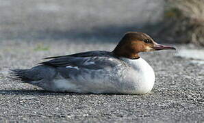 Common Merganser