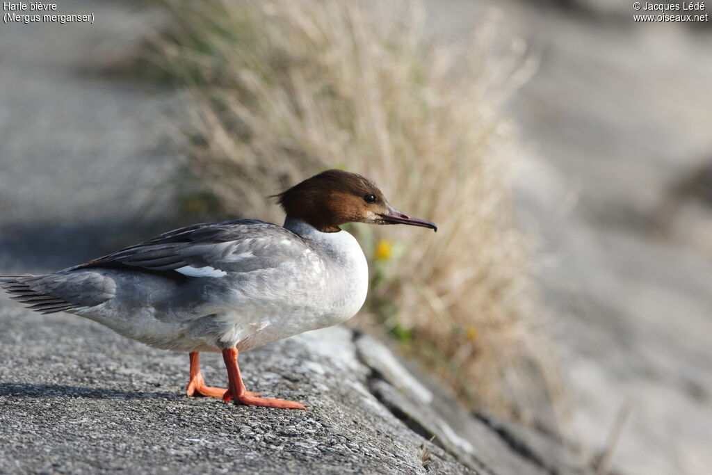 Common Merganser