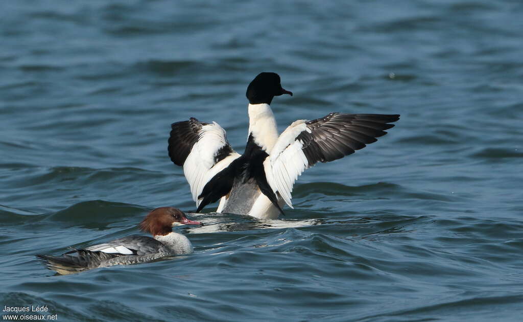 Common Merganseradult breeding, courting display, Behaviour