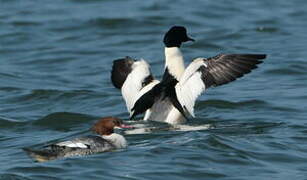 Common Merganser