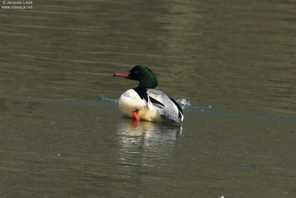 Common Merganser