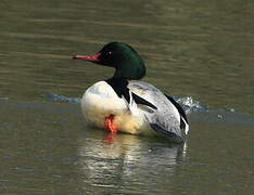 Common Merganser