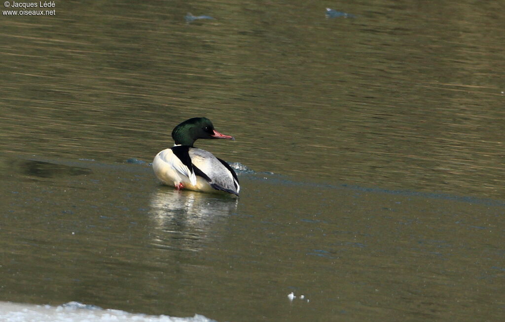 Common Merganser